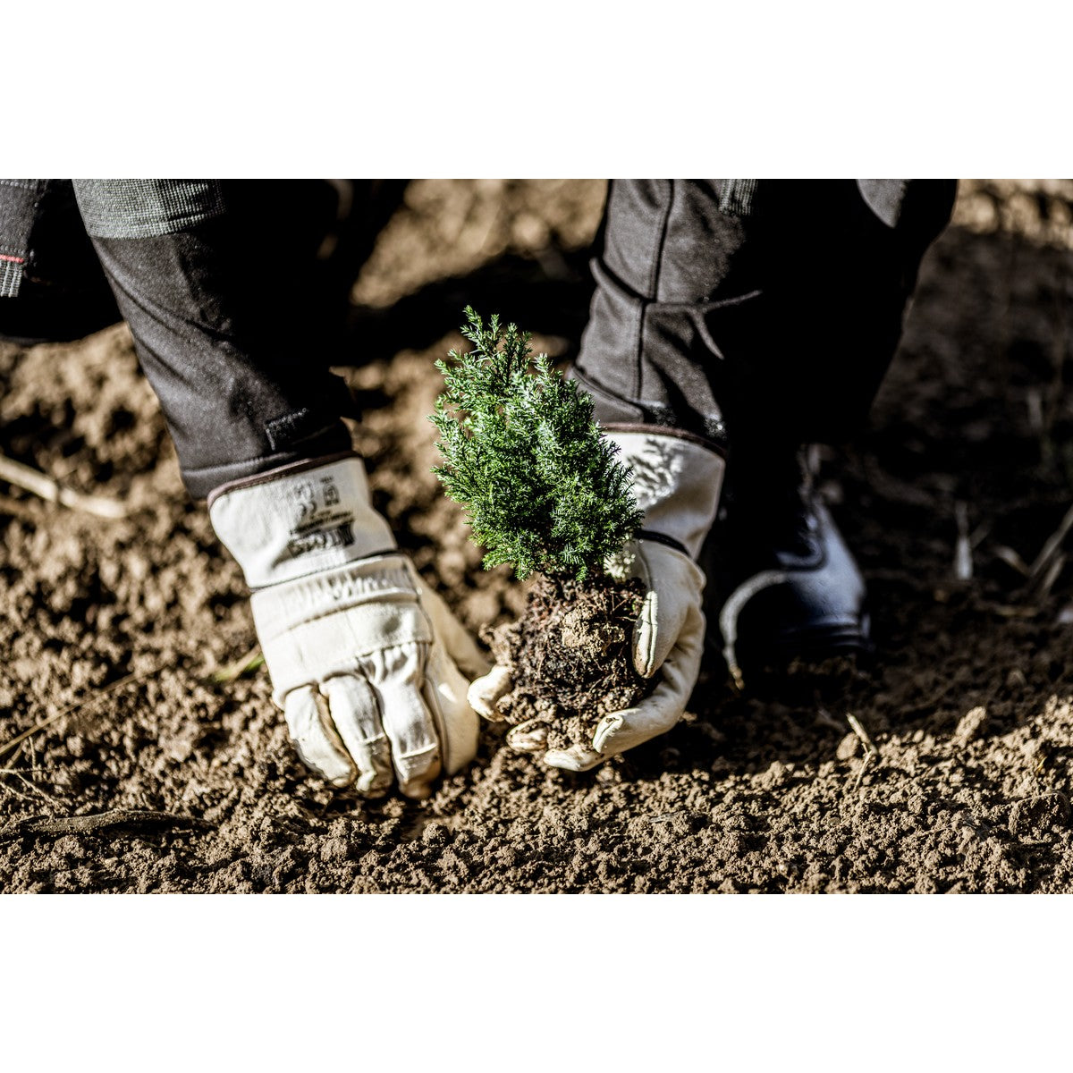 Luvas de couro bovino de flor integral NITRAS, cor natural / marrom, algodão EN 388 | Pacote (12 pares)