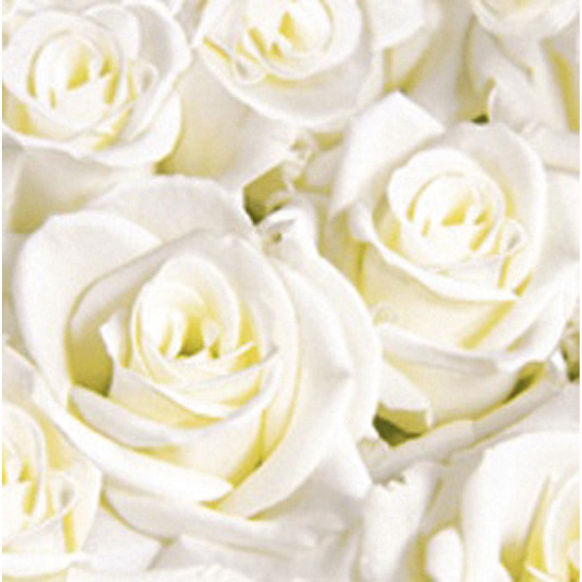 Uma visão de perto de rosas brancas com pétalas e centros detalhados em luz suave - uma inspiração de design ideal para guardanapos Dunisoft 40 x 40 cm 1/4 dobra da Duni GmbH.