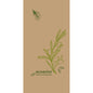Guardanapos de papel 40 x 40 cm, 3 camadas, 1/8 dobra superior Veggies da Duni GmbH: Bege com ramos de azeitonas verdes, texto "eco echo 100% compostável." Embalagem com 250 unidades.