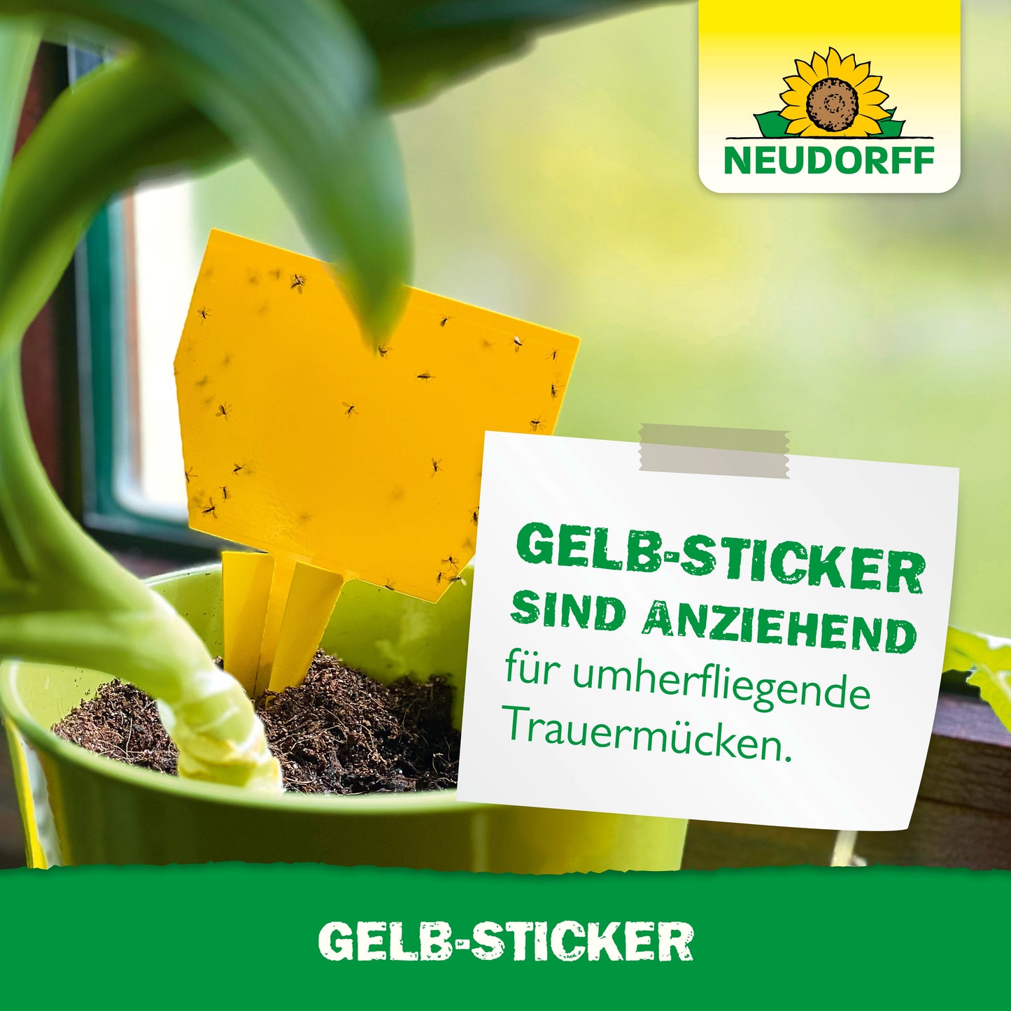 Ein Neudorff Shop Gelb-Sticker, bedeckt mit kleinen fliegenden Insekten, ist in einer Zimmerpflanze in der Nähe eines Fensters platziert. Auf einem Etikett neben dem Topf steht: "Gelb-Sticker sind anziehend für umherfliegende Trauermücken.