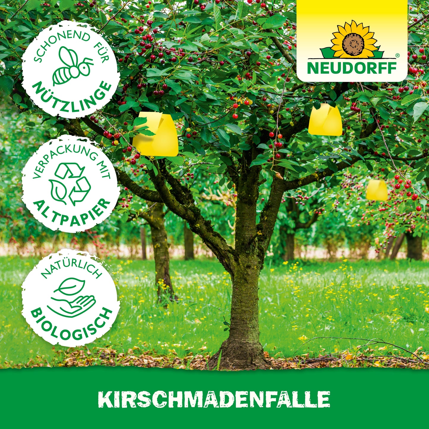 Ein Kirschbaum mit gelben KirschmadenFalle von Neudorff Shop schützt Ihre Kirschernte vor Fruchtfliegen. Drei Icons zeigen: Nützlingsschonend, Recyclingpapier-Verpackung und natürlich Bio. Oben rechts das Neudorff-Logo.