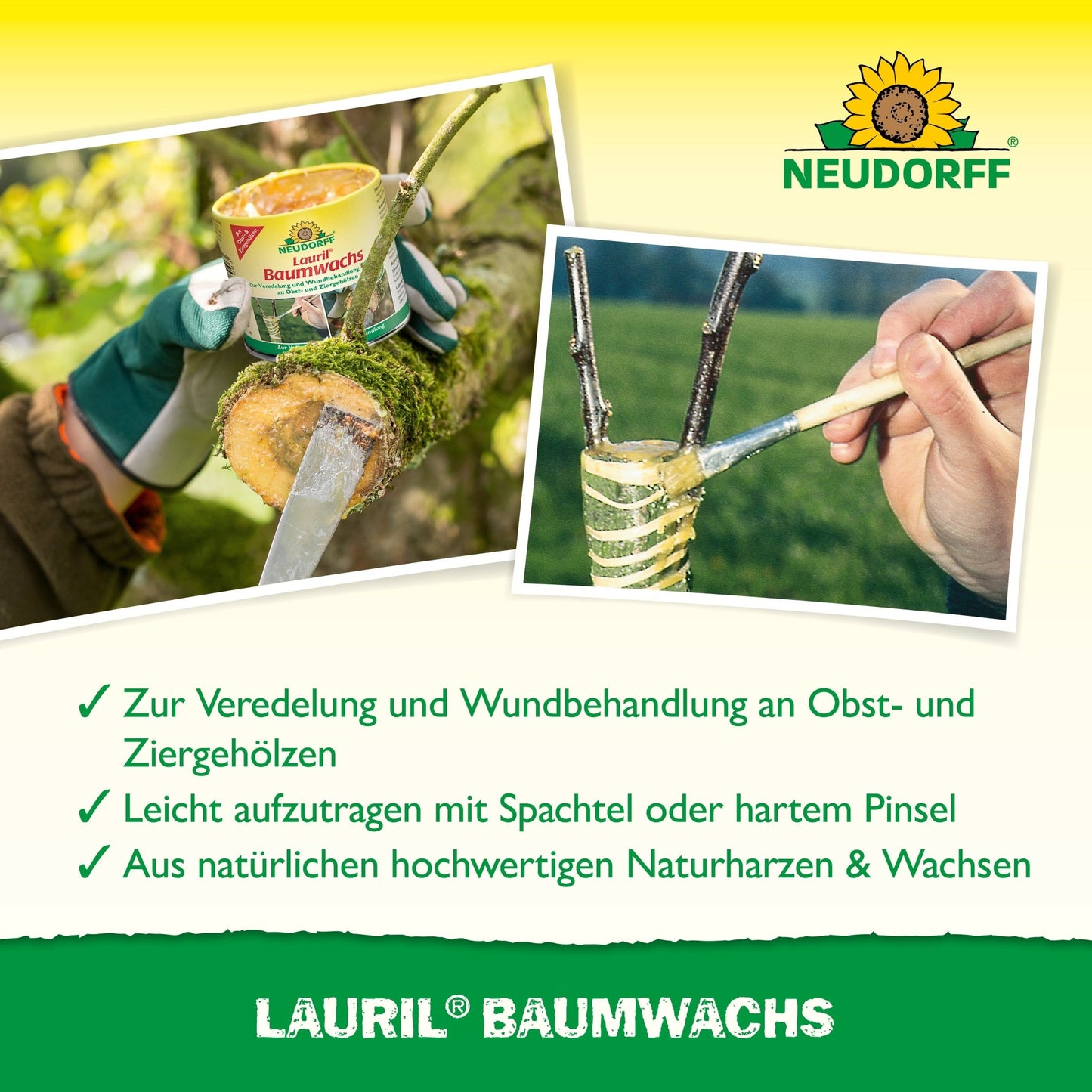 Uma pessoa aplica cera de árvore Lauril da Neudorff Shop com uma espátula num ramo de árvore. É visível o recipiente do produto com a indicação de uso para enxertias, cuidados com feridas de árvores, feridas em árvores e tratamento de arbustos frutíferos.