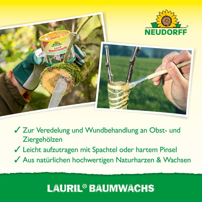 Uma pessoa aplica cera de árvore Lauril da Neudorff Shop com uma espátula num ramo de árvore. É visível o recipiente do produto com a indicação de uso para enxertias, cuidados com feridas de árvores, feridas em árvores e tratamento de arbustos frutíferos.