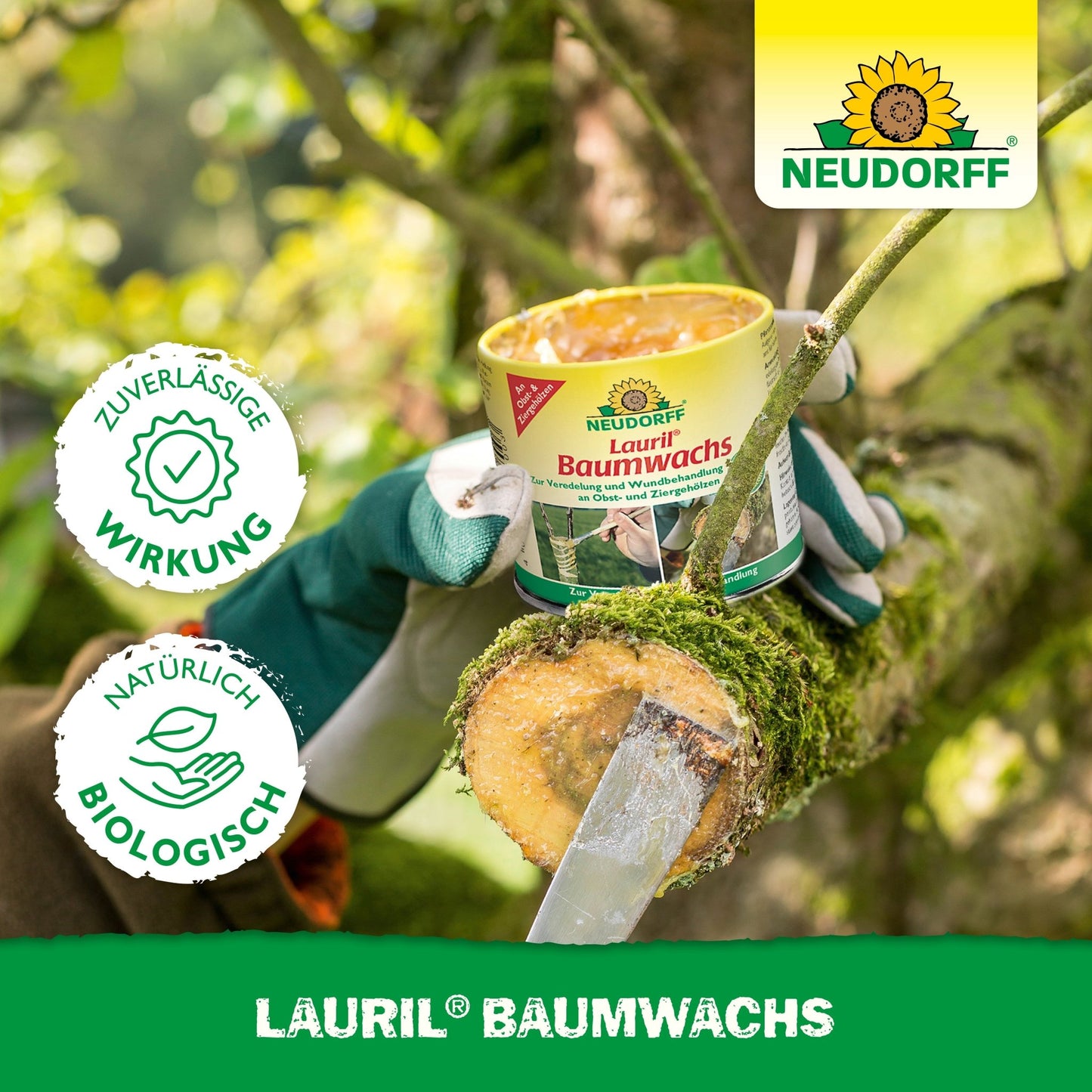 Uma pessoa com luvas verdes aplica com uma espátula a cera de árvore Lauril da Neudorff Shop num corte fresco de árvore. O produto pode destacar a proteção confiável para feridas de árvores e o uso de matérias-primas naturais.
