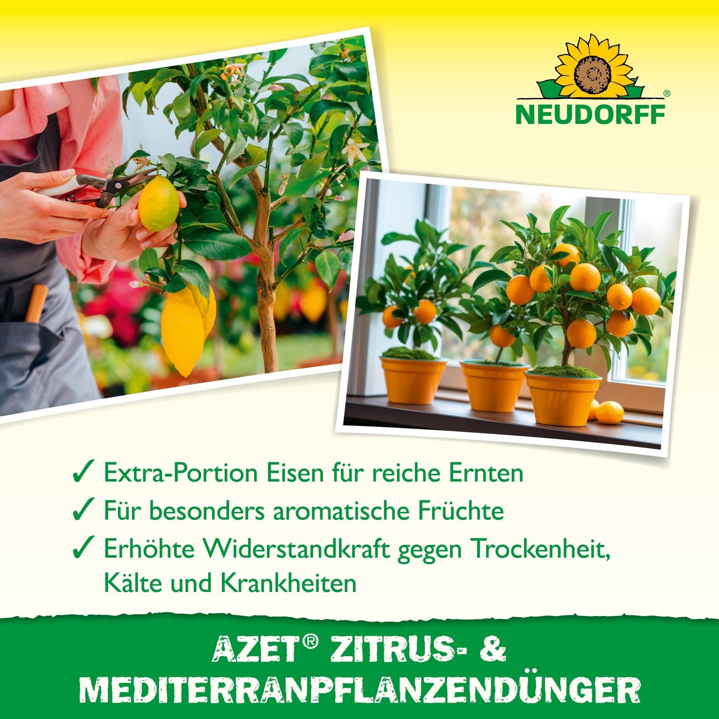 À esquerda, uma pessoa segura um limão amarelo, à direita, uma árvore de laranja carrega frutos maduros. O texto recomenda o Azet Zitrus- & MediterranpflanzenDünger do Neudorff Shop para plantas cítricas e em vaso mediterrâneas.