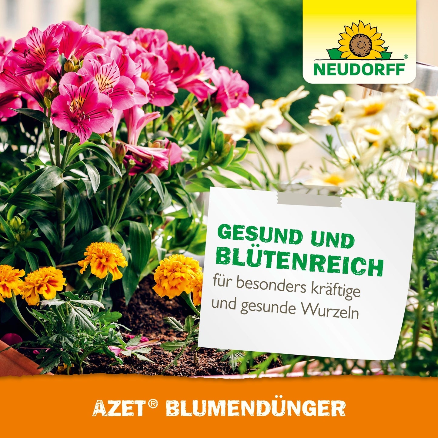 Uma caixa de flores com flores rosas e amarelas em flor está sob uma placa em alemão que promove o Azet BlumenDünger líquido para crescimento saudável. O logotipo de girassol da Neudorff Shop aparece no canto superior direito.