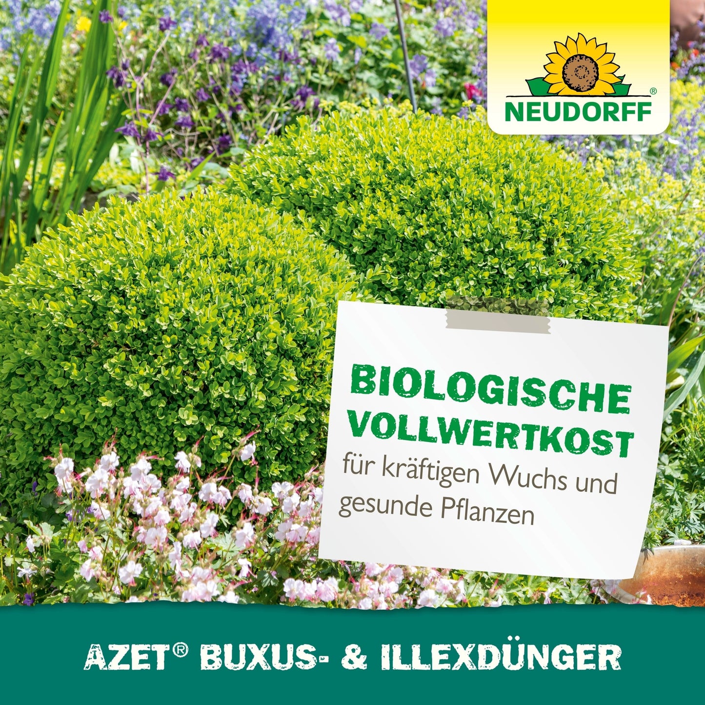 Uma cena de jardim com buxos exuberantes e flores, além de uma placa da Neudorff Shop: "Alimento biológico completo para crescimento vigoroso e plantas saudáveis. Azet Buxus- & IlexDünger líquido." Ideal para plantas perenes em vasos.