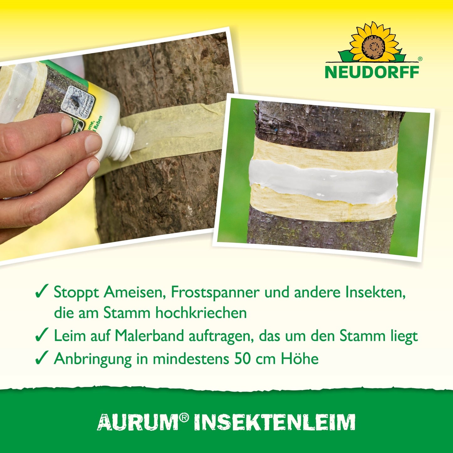 Uma pessoa aplica Aurum InsektenLeim da Neudorff Shop em uma faixa ao redor de um tronco de árvore e o envolve com fita adesiva para proteger as árvores frutíferas contra fêmeas de lagarta e formigas. A imagem mostra um texto em alemão e o logotipo da Neudorff na parte superior.