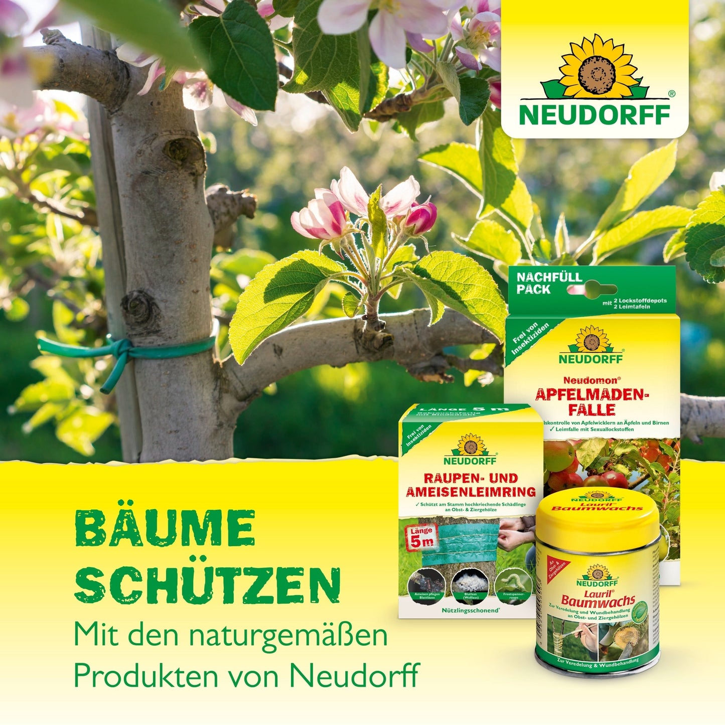 Close de um galho coberto de flores, rodeado por Aurum InsektenLeim da Neudorff Shop para proteção de árvores. O texto diz: "Proteger árvores. Com o natural Aurum InsektenLeim da Neudorff Shop."