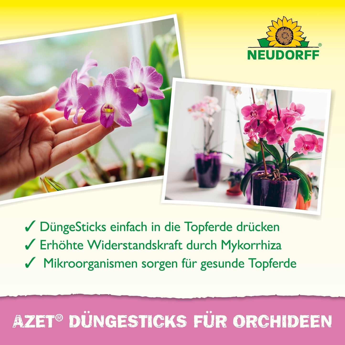 Duas fotos de orquídeas em flor em vasos. O texto em alemão promove Azet Düngesticks para orquídeas da Neudorff Shop e destaca seus benefícios. No canto superior direito está o logotipo da Neudorff - para um esplendor de flores exóticas.